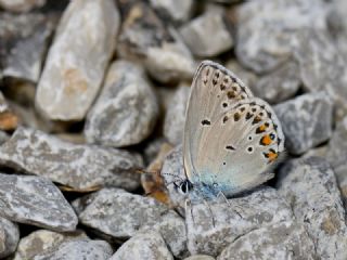 Anadolu Esmergz (Plebejus modicus)