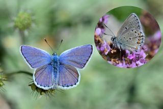 Balkan Esmergz (Plebejus sephirus)