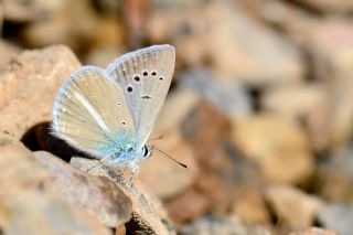 Lacivert Anadolu okgzls (Polyommatus actis )