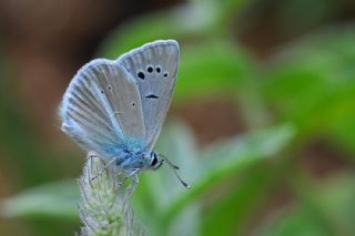 Lacivert Anadolu okgzls (Polyommatus actis )