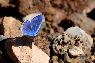 Lacivert Anadolu okgzls (Polyommatus actis )