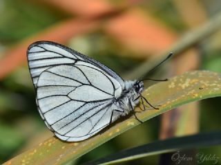 Al Beyaz (Aporia crataegi)