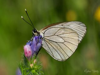 Al Beyaz (Aporia crataegi)