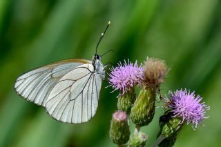 Al Beyaz (Aporia crataegi)