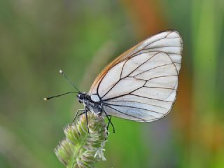 Al Beyaz (Aporia crataegi)