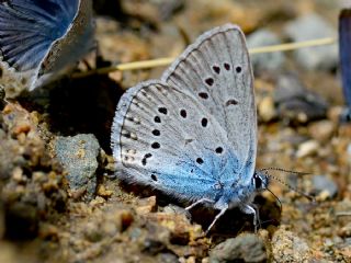 okgzl Amanda (Polyommatus amandus)