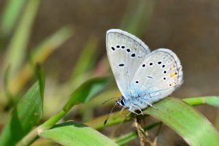 okgzl Gzel Mavi (Polyommatus bellis)