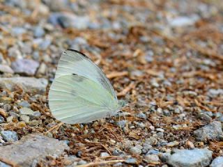 Kk Beyazmelek (Pieris rapae)