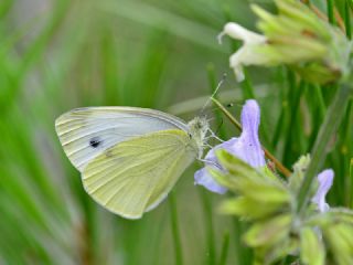 Kk Beyazmelek (Pieris rapae)