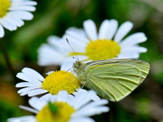 Kk Beyazmelek (Pieris rapae)