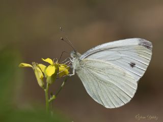 Yalanc Beyazmelek (Pieris pseudorapae)