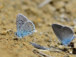 okgzl Kk Turan Mavisi (Polyommatus cornelius)