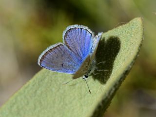 okgzl Kk Turan Mavisi (Polyommatus cornelius)