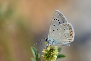 okgzl Kk Turan Mavisi (Polyommatus cornelius)