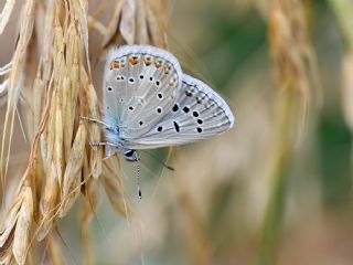 okgzl Kk Turan Mavisi (Polyommatus cornelius)