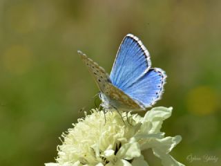 okgzl Yalanc illi Mavi (Polyommatus corydonius)