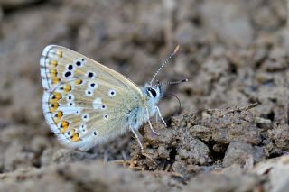 okgzl Anadolu Mavisi (Aricia crassipunctus)