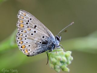 okgzl Anadolu Mavisi (Aricia crassipunctus)