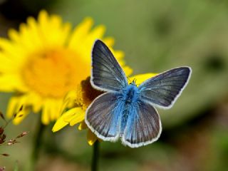 okgzl Damon Mavisi (Polyommatus damon)