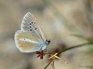 okgzl Damon Mavisi (Polyommatus damon)