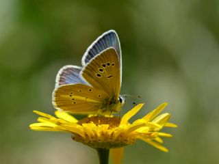 okgzl Damon Mavisi (Polyommatus damon)