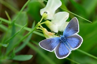 okgzl Diana Mavisi (Polyommatus diana)