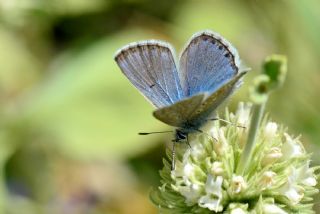 okgzl Kafkasya Erosu (Polyommatus erotulus)