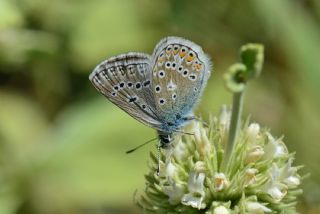 okgzl Kafkasya Erosu (Polyommatus erotulus)