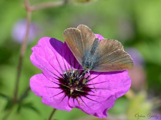 okgzl Geranium Mavisi (Aricia eumedon)