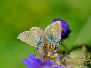 okgzl Geranium Mavisi (Aricia eumedon)