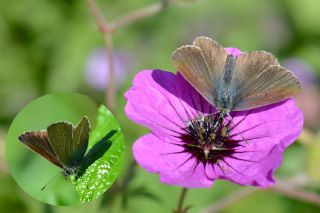 okgzl Geranium Mavisi (Polyommatus eumedon)