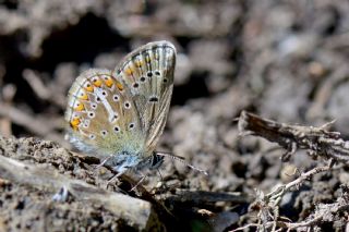 okgzl Geranium Mavisi (Polyommatus eumedon)