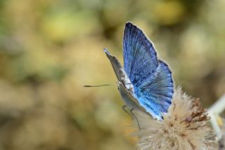 Anadolu Gzel Mavisi, Taskent Blue (Polyommatus guezelmavi)