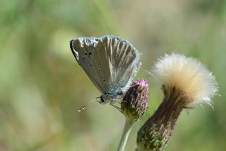 Anadolu Gzel Mavisi (Polyommatus guezelmavi)