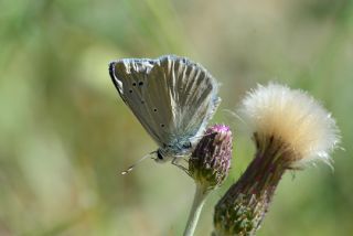 Anadolu Gzel Mavisi, Taskent Blue (Polyommatus guezelmavi)