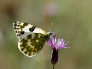 Benekli Melek (Pontia daplidice)