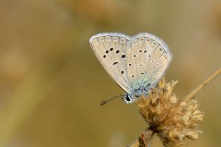 okgzl Kk Turan Mavisi (Polyommatus cornelius)