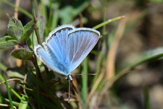 okgzl Toros Mavisi (Aricia isauricus)