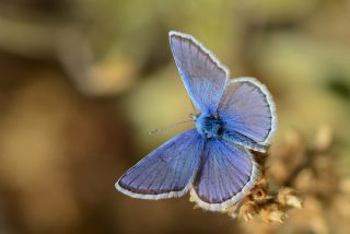 okgzl Kk Turan Mavisi (Polyommatus cornelius)