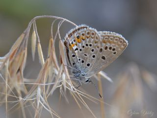 okgzl Gm Mavi (Albulina loewii)