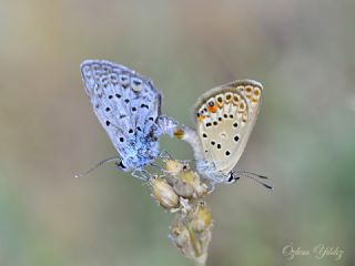 �okg�zl� G�m�� Mavi&nbsp;(Albulina&nbsp;loewii)