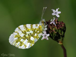 Turuncu Ssl (Anthocharis cardamines)