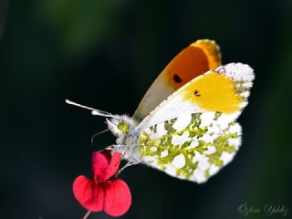 Turuncu Ssl (Anthocharis cardamines)