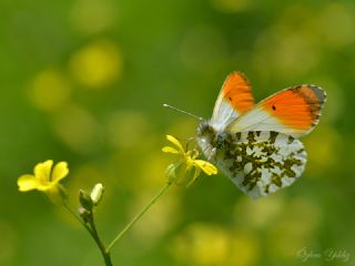 Turuncu S�sl�&nbsp;(Anthocharis&nbsp;cardamines)