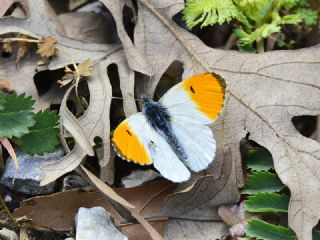 Turuncu Ssl (Anthocharis cardamines)