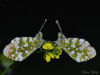 Turuncu Ssl (Anthocharis cardamines)