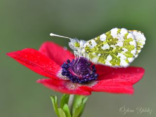 Turuncu Ssl (Anthocharis cardamines)
