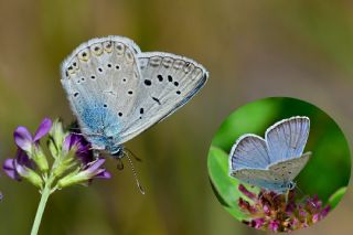 okgzl Byk Turanmavisi (Polyommatus myrrha)