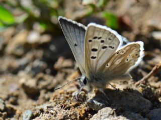 Pirene okgzls (Polyommatus pyrenaicus)