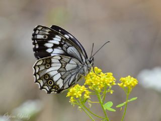 Kara Melike (Melanargia syriaca)